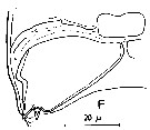 Species Thaumatopsyllus paradoxus - Plate 7 of morphological figures