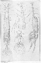 Espce Monstrilla longicornis - Planche 4 de figures morphologiques