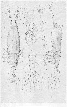Espce Monstrilla longicornis - Planche 6 de figures morphologiques