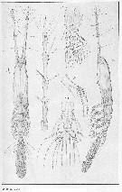 Species Monstrilla longiremis - Plate 8 of morphological figures