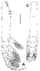 Espce Monstrilla leucopis - Planche 2 de figures morphologiques