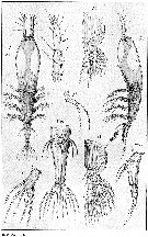 Species Monstrilla helgolandica - Plate 7 of morphological figures