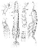 Species Monstrilla serricornis - Plate 1 of morphological figures