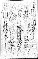 Species Cymbasoma longispinosum - Plate 14 of morphological figures