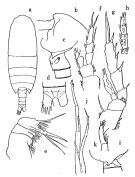 Espce Farrania orba - Planche 1 de figures morphologiques