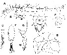 Espce Eurytemora americana - Planche 4 de figures morphologiques