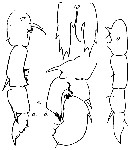 Espce Pseudodiaptomus pauliani - Planche 4 de figures morphologiques