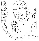 Espce Pseudodiaptomus batillipes - Planche 2 de figures morphologiques