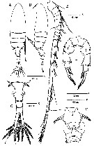 Espce Pseudodiaptomus terazakii - Planche 1 de figures morphologiques