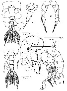 Espce Pseudodiaptomus bispinosus - Planche 2 de figures morphologiques