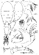 Espce Oncaea venusta - Planche 21 de figures morphologiques