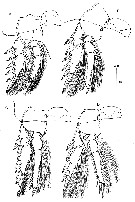 Espce Oncaea venusta - Planche 22 de figures morphologiques