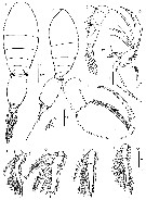 Espce Oncaea venusta - Planche 24 de figures morphologiques