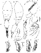 Espce Oncaea venella - Planche 8 de figures morphologiques