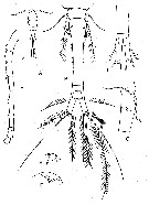 Espce Oithona brevicornis - Planche 21 de figures morphologiques