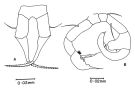 Species Acartia (Euacartia) southwelli - Plate 5 of morphological figures