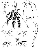 Espce Oithona nana - Planche 16 de figures morphologiques