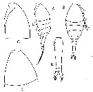 Espce Oithona simplex - Planche 15 de figures morphologiques