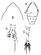 Espce Oithona hebes - Planche 9 de figures morphologiques