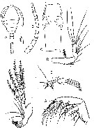 Espce Oithona hebes - Planche 7 de figures morphologiques