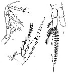 Espce Oithona hebes - Planche 8 de figures morphologiques