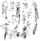Espce Oithona amazonica - Planche 3 de figures morphologiques