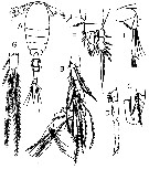 Espce Oithona amazonica - Planche 5 de figures morphologiques
