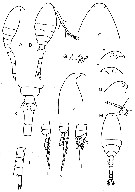 Espce Oithona brevicornis - Planche 23 de figures morphologiques