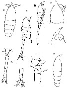Espce Oithona pseudovivida - Planche 1 de figures morphologiques