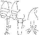 Espce Oithona vivida - Planche 7 de figures morphologiques