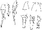 Espce Oithona attenuata - Planche 16 de figures morphologiques
