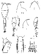 Espce Oithona robusta - Planche 6 de figures morphologiques