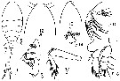 Espce Oithona parvula - Planche 4 de figures morphologiques