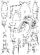 Espce Oithona decipiens - Planche 7 de figures morphologiques