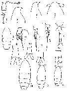 Espce Oithona similis-Group - Planche 16 de figures morphologiques