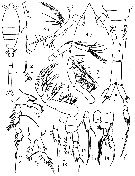 Espce Oithona setigera - Planche 11 de figures morphologiques