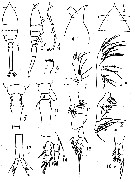 Espce Oithona frigida - Planche 6 de figures morphologiques