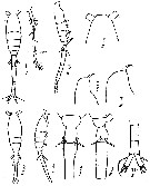 Espce Oithona hamata - Planche 5 de figures morphologiques