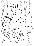 Espce Oithona atlantica - Planche 13 de figures morphologiques