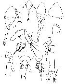 Espce Dioithona minuta - Planche 3 de figures morphologiques