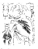 Espce Dioithona rigida - Planche 6 de figures morphologiques
