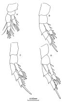 Species Acartia (Euacartia) southwelli - Plate 3 of morphological figures