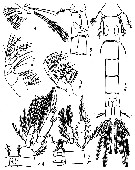 Espce Dioithona rigida - Planche 7 de figures morphologiques