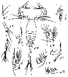 Species Oithona horai - Plate 1 of morphological figures