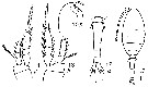 Espce Oithona simplex - Planche 16 de figures morphologiques