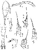 Espce Oithona pulla - Planche 3 de figures morphologiques