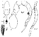 Espce Pseudodiaptomus gracilis - Planche 3 de figures morphologiques