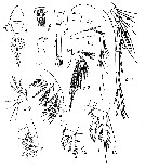 Espce Limnoithona sinensis - Planche 1 de figures morphologiques