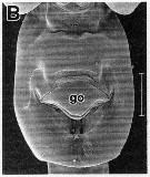 Espce Heterorhabdus spinifrons - Planche 26 de figures morphologiques