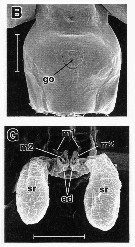Espce Calanus hyperboreus - Planche 5 de figures morphologiques